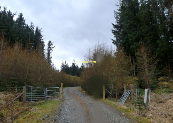 Photo 6"x4" Forestry in Glen Dochart Allt Riobain c2011