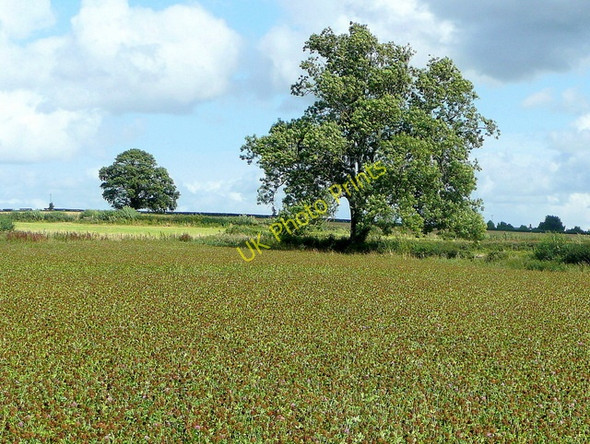 Photo 6"x4" Trees at Bury Hill Bromsash c2009