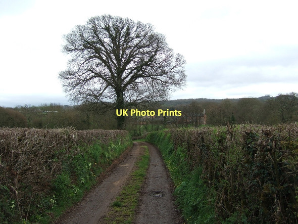 Photo 6"x4" Lane towards Winkleigh Farm Nine Oaks c2011