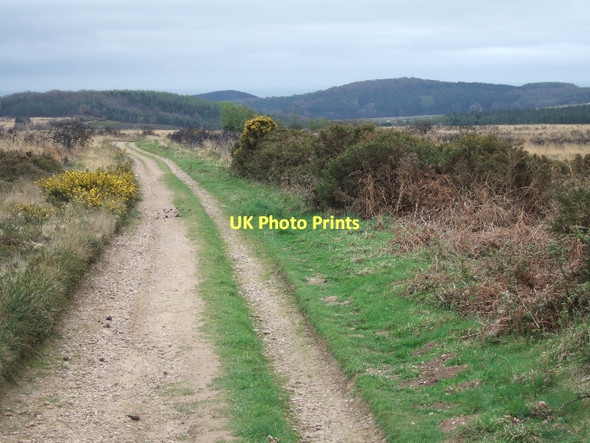 Photo 6"x4" Track on Colaton Raleigh common Hawkerland c2011