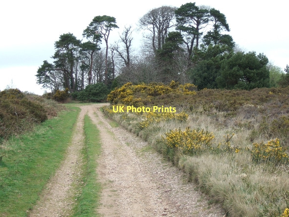 Photo 6"x4" Track on Colaton Raleigh common Hawkerland c2011 P1