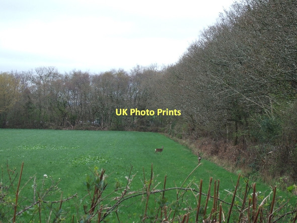 Photo 6"x4" Two deer in a field near Woodbury Common Woodbury\/SY0187 c2011