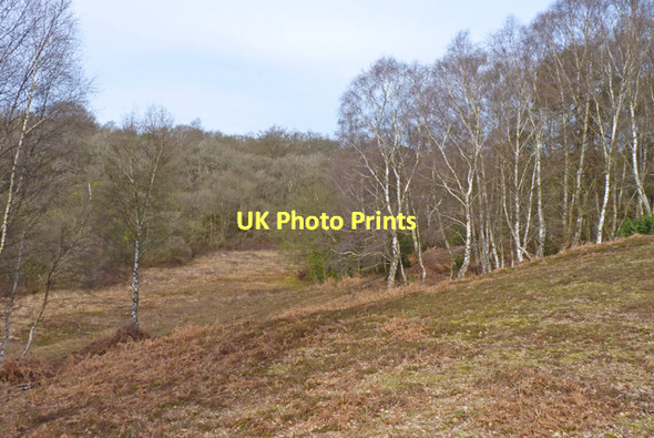 Photo 6"x4" View from Culverley Car Park, New Forest Furzey Lodge c2011