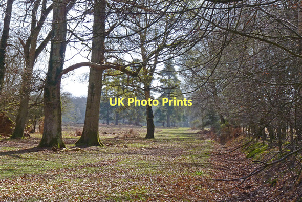 Photo 6"x4" The edge of Frame Heath Inclosure Furzey Lodge c2011