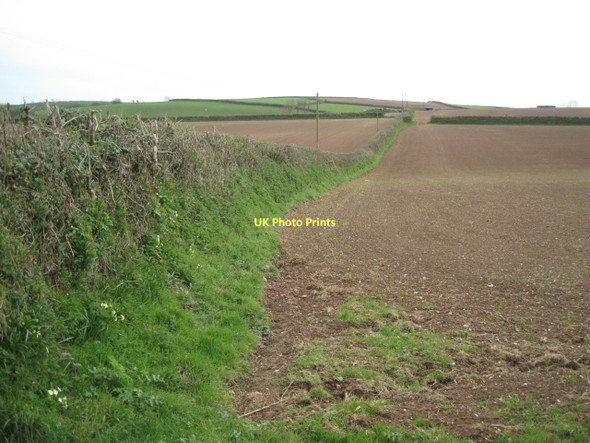 Photo 6"x4" Western side of a hedgebank Abbotsleigh c2011