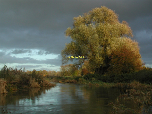 Photo 6"x4" A sunlit Willow on the River Leam near Eathorpe Hunningham c2008