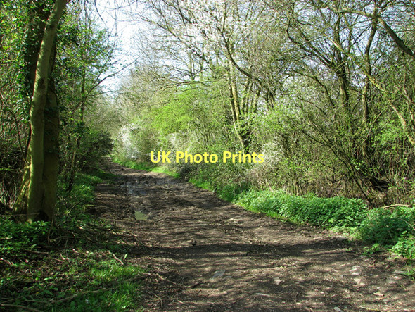 Photo 6"x4" Bridleway through Dumpling Green, East Dereham Dumpling Green c2011