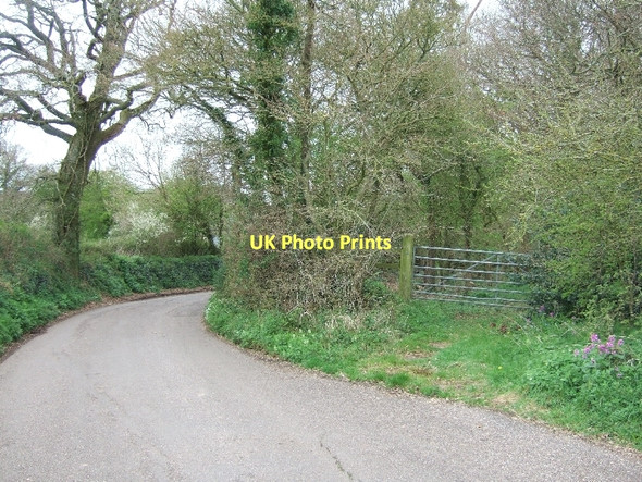 Photo 6"x4" Toby Lane passing the entrance to a small wood Woodbury\/SY0187 c2011
