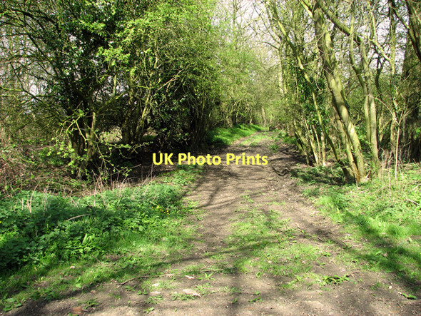 Photo 6"x4" Green Lane on Dumpling Green, East Dereham Dumpling Green c2011