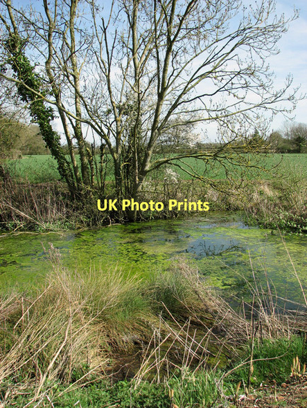 Photo 6"x4" Pond on Dumpling Green, East Dereham Dumpling Green c2011