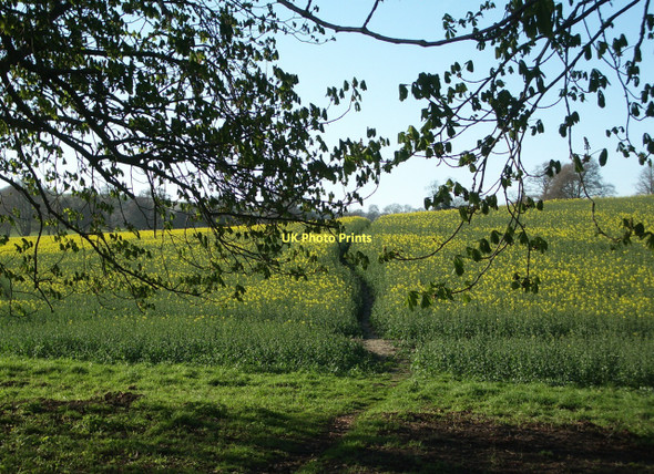 Photo 6"x4" Up Cerne: public footpath through the crop fields Up Cerne c2011