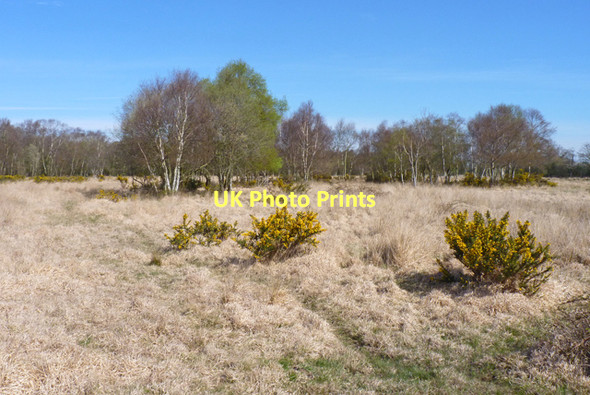 Photo 6"x4" Dried Grasses on Coward's Marsh Fairmile\/SZ1594 c2011