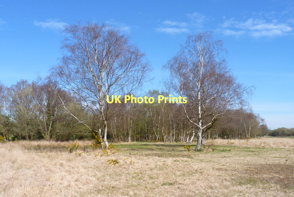 Photo 6"x4" Copse at Coward's Marsh Fairmile\/SZ1594 c2011