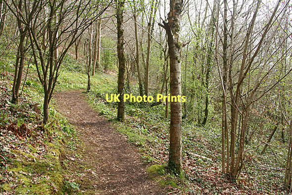 Photo 6"x4" Saltash: path through plantation Saltash\/SX4258 c2011