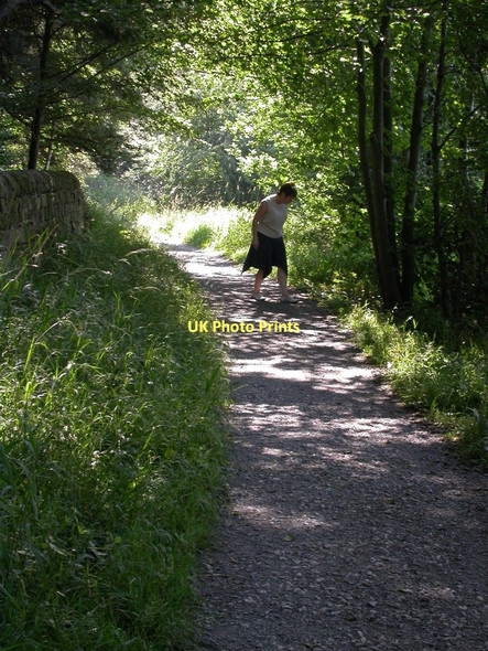 Photo 6"x4" Woodland path near Fewston Reservoir Meagill c2006