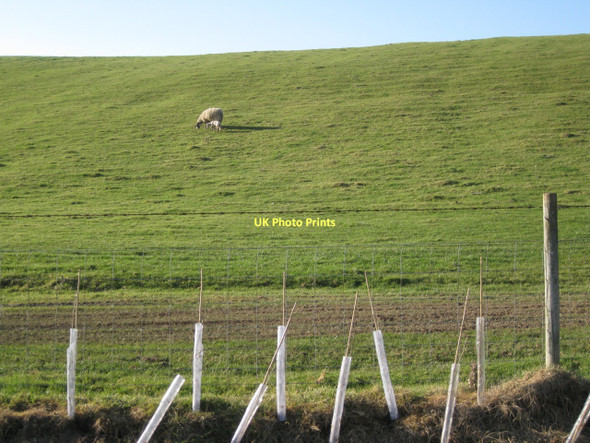 Photo 6"x4" Ewe and lamb on a steep bank Tattle Bank c2011