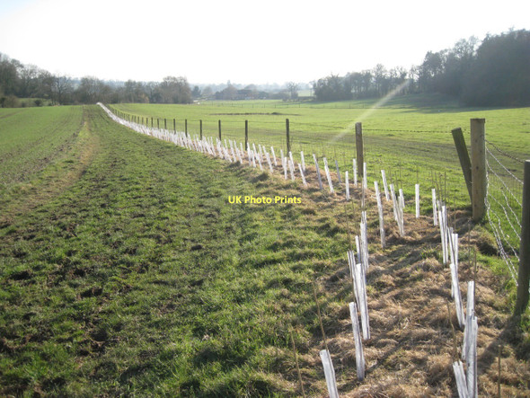 Photo 6"x4" Newly-planted hedge Tattle Bank c2011