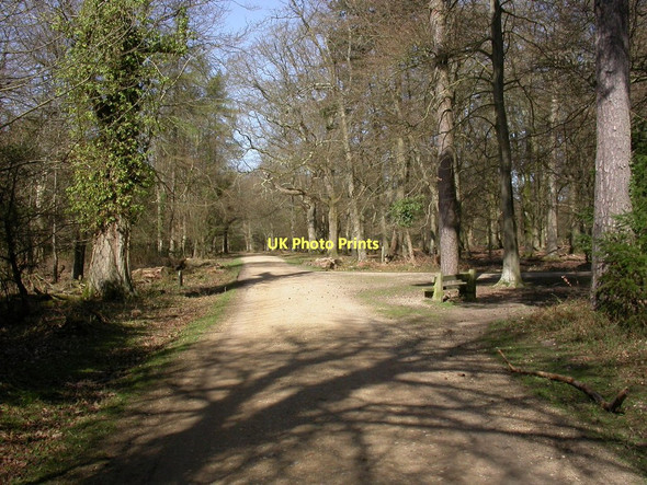Photo 6"x4" Wilverley Inclosure, cycle route junction Mead End\/SZ2698 c2011