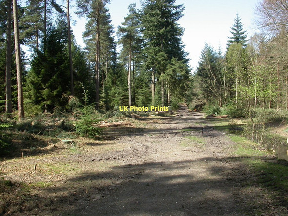 Photo 6"x4" Wilverley Inclosure, management Bisterne Close c2011