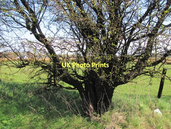 Photo 6"x4" Thorn tree, Addiewell Addiewell c2011