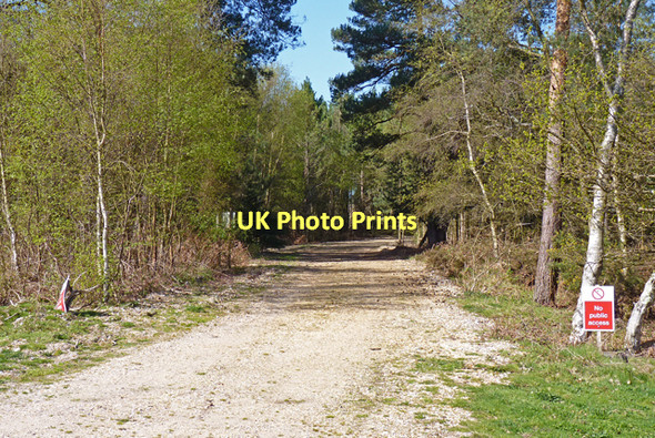 Photo 6"x4" Entrance to Woodland, Hurn Avon\/SZ1498 c2011