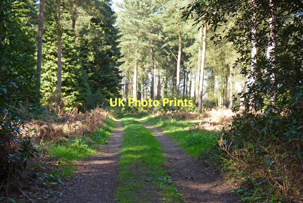 Photo 6"x4" Entrance to Woodland, Hurn Avon\/SZ1498 c2011
