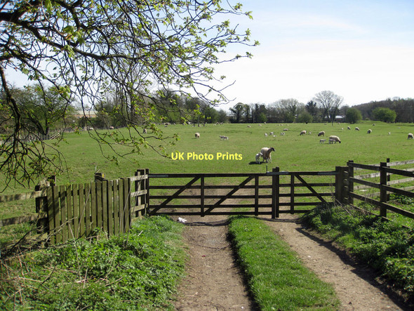 Photo 6"x4" Footpath through sheep pasture Helmsley c2011