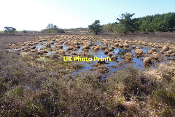 Photo 6"x4" Avon Common Bog Avon\/SZ1498 c2011