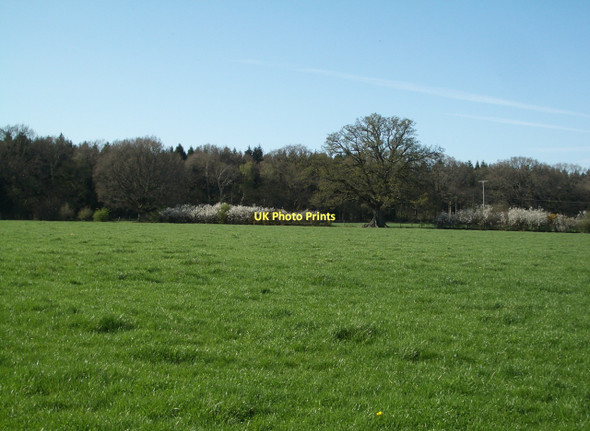 Photo 6"x4" Pasture land at Lawns Farm Holnest c2011