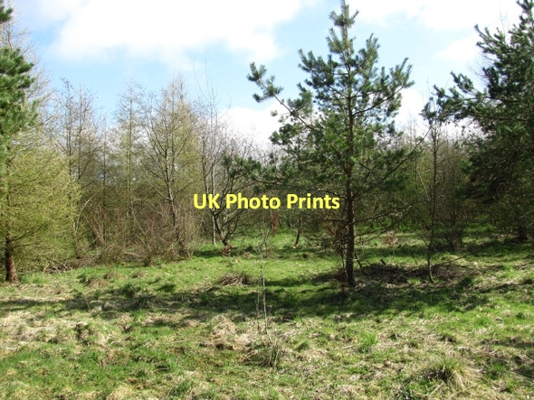Photo 6"x4" West Harwood woodland Woolfords Cottages c2011
