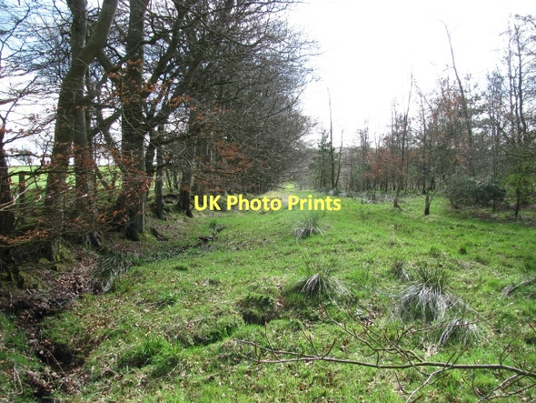 Photo 6"x4" Woodland edge, West Harwood Addiewell c2011