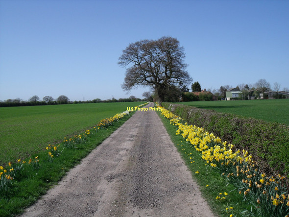 Photo 6"x4" Track to Grange Farm Laytham c2011