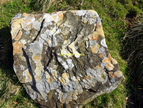 Photo 6"x4" Lichen-encrusted boulder Edlingham c2011