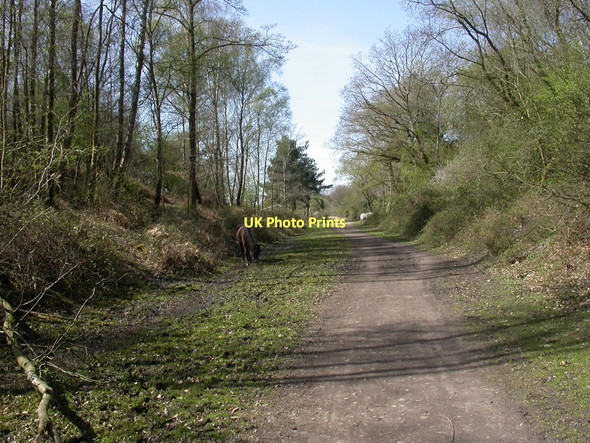Photo 6"x4" Blackhamsley, ponies South Weirs c2011