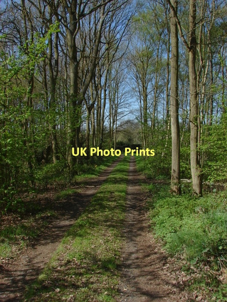 Photo 6"x4" Miles Green, Bisley Miles Green\/SU9558 c2011