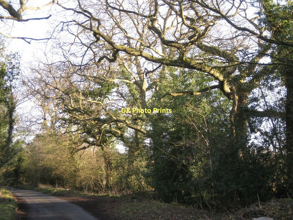 Photo 6"x4" Oaks and holly, Wood End Lane B94 Gilbert's Green c2011