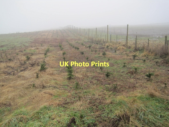 Photo 6"x4" New Conifer Plantation Kirkheaton\/NZ0177 c2011