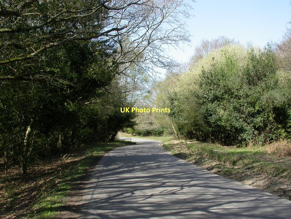 Photo 6"x4" Thorney Hill, holly trees Thorney Hill\/SZ2099 c2011