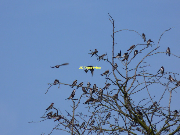 Photo 6"x4" Sand martins in a tree by the river Buildwas c2011