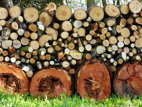 Photo 6"x4" Log pile, Lemmington Hall Bolton\/NU1013 c2011