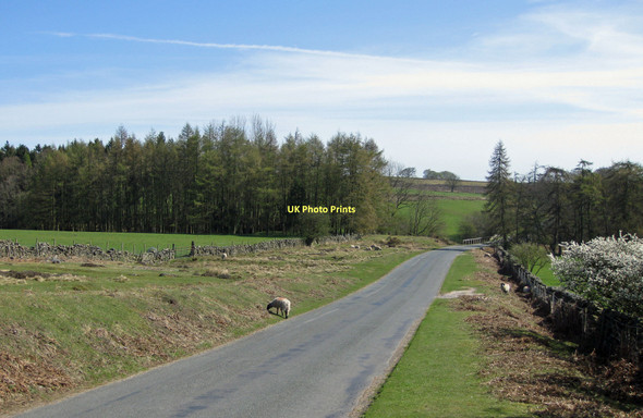 Photo 6"x4" The road to Lastingham Lastingham c2011