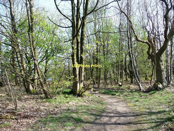 Photo 6"x4" Footpath through the woods Millhouse Green c2011