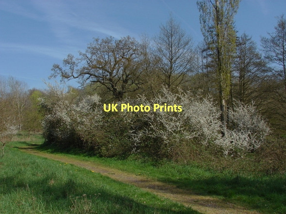 Photo 6"x4" Fox Corner Wildlife Area Fox Corner\/SU9654 c2011