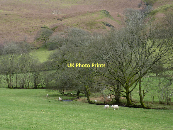 Photo 6"x4" Grazing by Nant y Ffin, Carmarthenshire Nant-y-Bai c2011
