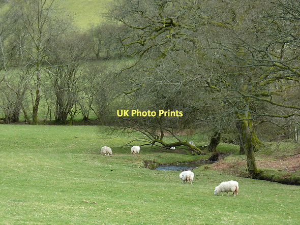 Photo 6"x4" Grazing by Nant y Ffin, Carmarthenshire Nant-y-Bai c2011