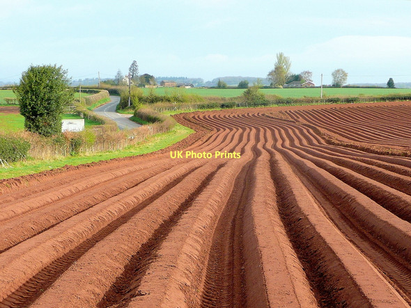 Photo 6"x4" Potato tramlines Lea\/SO6521 c2011