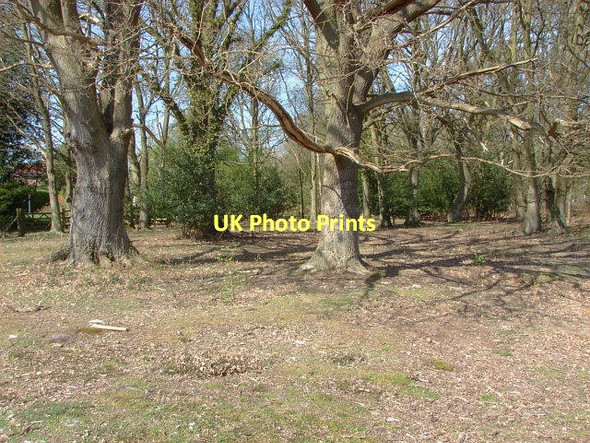 Photo 6"x4" Bullswater Common Fox Corner\/SU9654 c2011