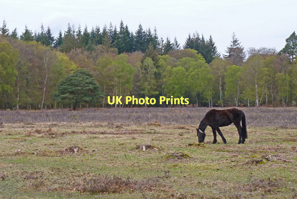 Photo 6"x4" New Forest Scene Bank\/SU2807 c2011