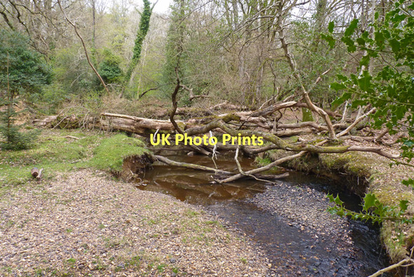 Photo 6"x4" Fallen Trees, New Forest Bank\/SU2807 c2011