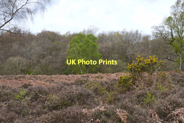 Photo 6"x4" New Forest Landscape Bank\/SU2807 c2011